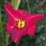 Hemerocallis Chicago Ruby